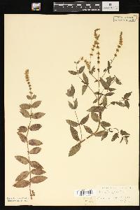 Mentha spicata image