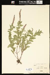 Mentha spicata image