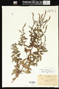 Mentha spicata image