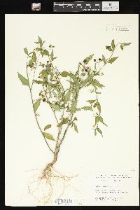 Solanum americanum image