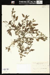 Solanum americanum image