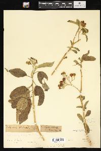 Solanum donianum image