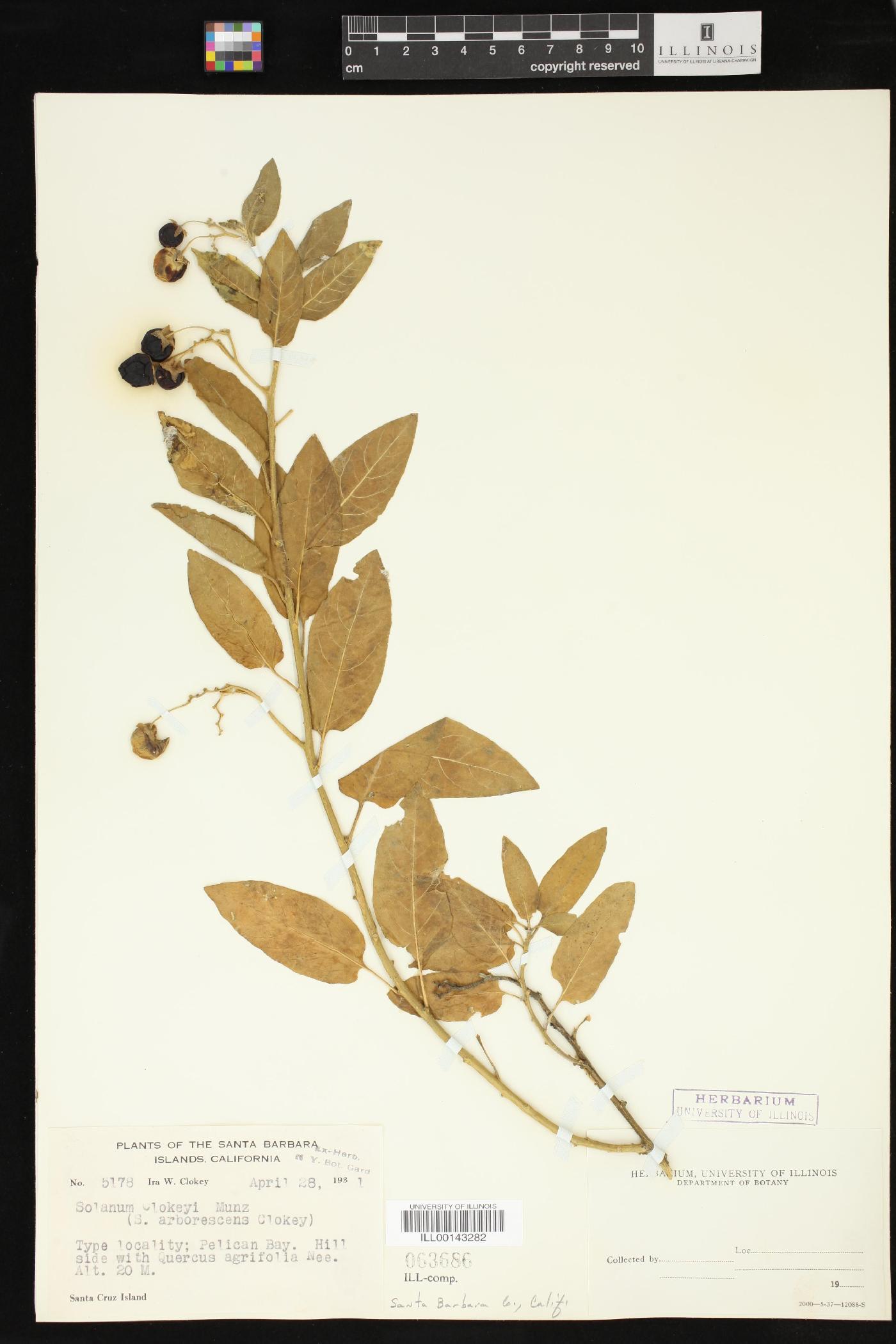 Solanum clokeyi image
