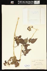 Solanum dulcamara var. villosissimum image