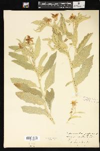 Solanum elaeagnifolium image