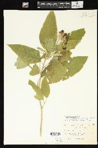 Solanum erianthum image