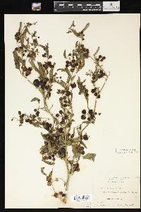 Solanum nigrum image