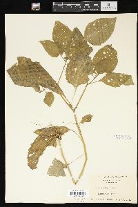 Solanum nigrum image