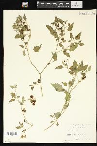 Solanum nigrum image