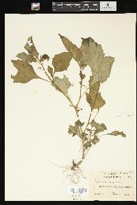 Solanum nigrum image