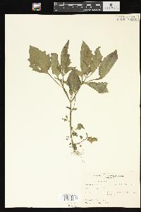 Solanum nigrum image