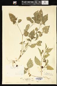 Solanum nigrum image