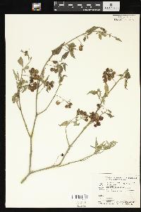 Solanum americanum image