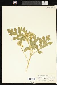 Solanum rostratum image