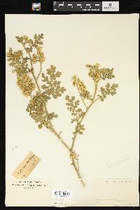 Solanum rostratum image