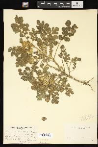 Solanum rostratum image