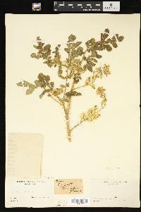 Solanum rostratum image