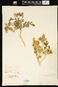 Solanum rostratum image