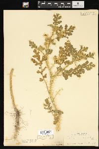 Solanum rostratum image