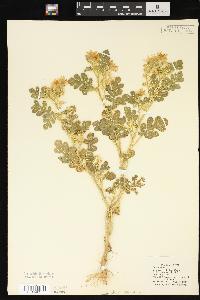 Solanum rostratum image