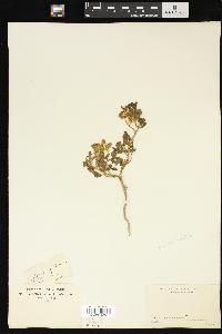 Solanum rostratum image