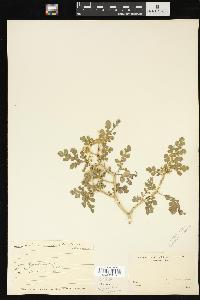 Solanum rostratum image