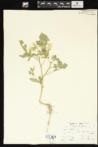 Solanum rostratum image