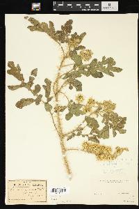 Solanum rostratum image