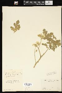 Solanum rostratum image