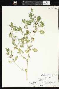 Solanum sarrachoides image