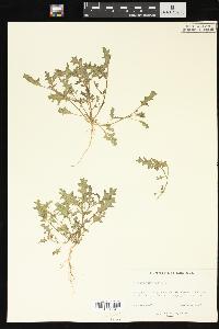 Solanum triflorum image