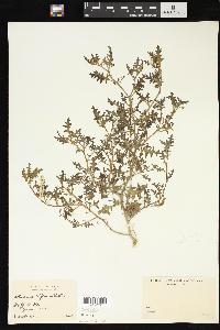 Solanum triflorum image