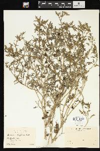 Solanum triflorum image