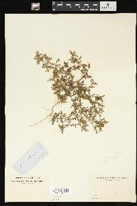 Solanum triflorum image