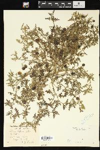 Solanum triflorum image