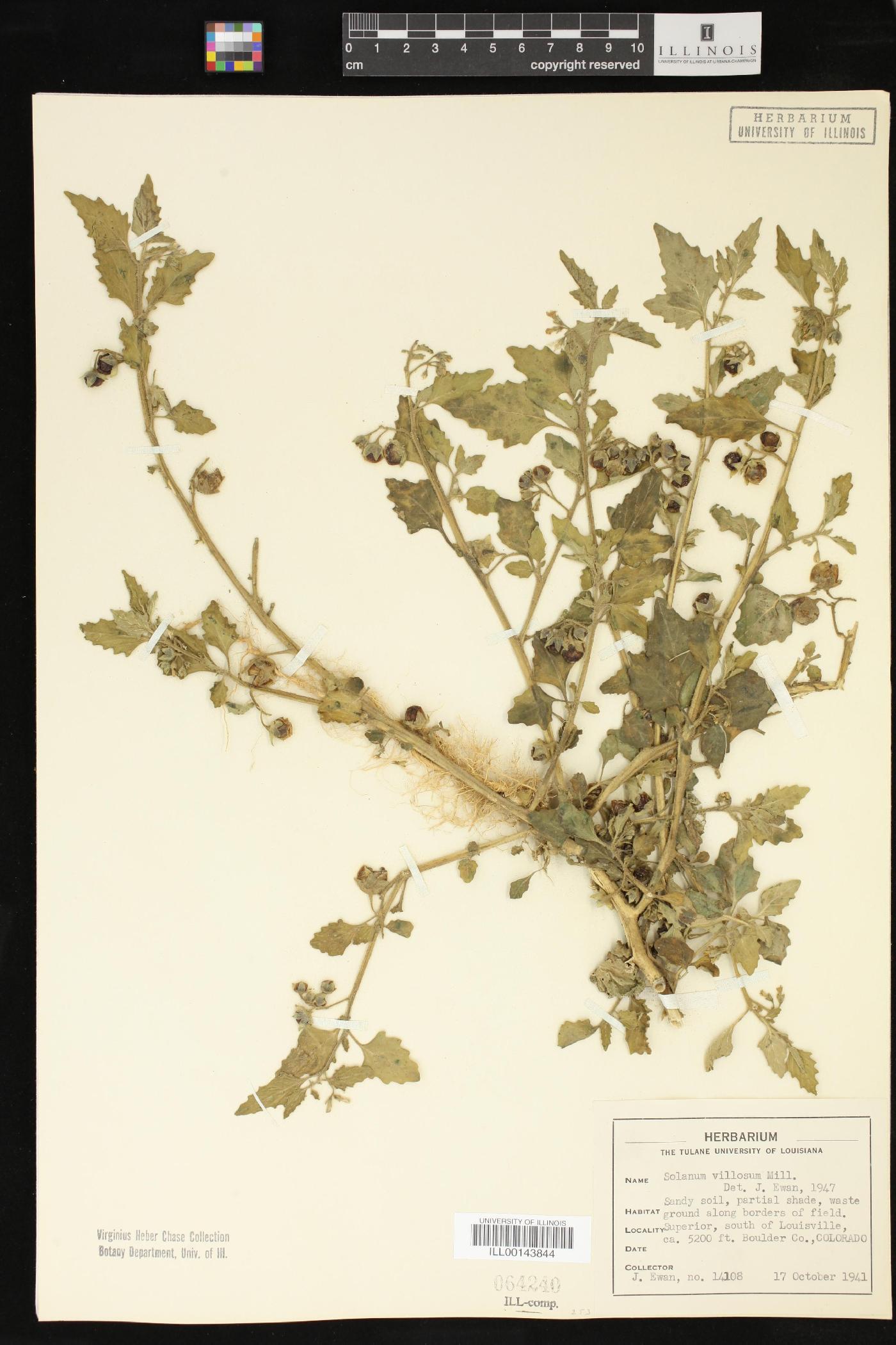 Solanum villosum image