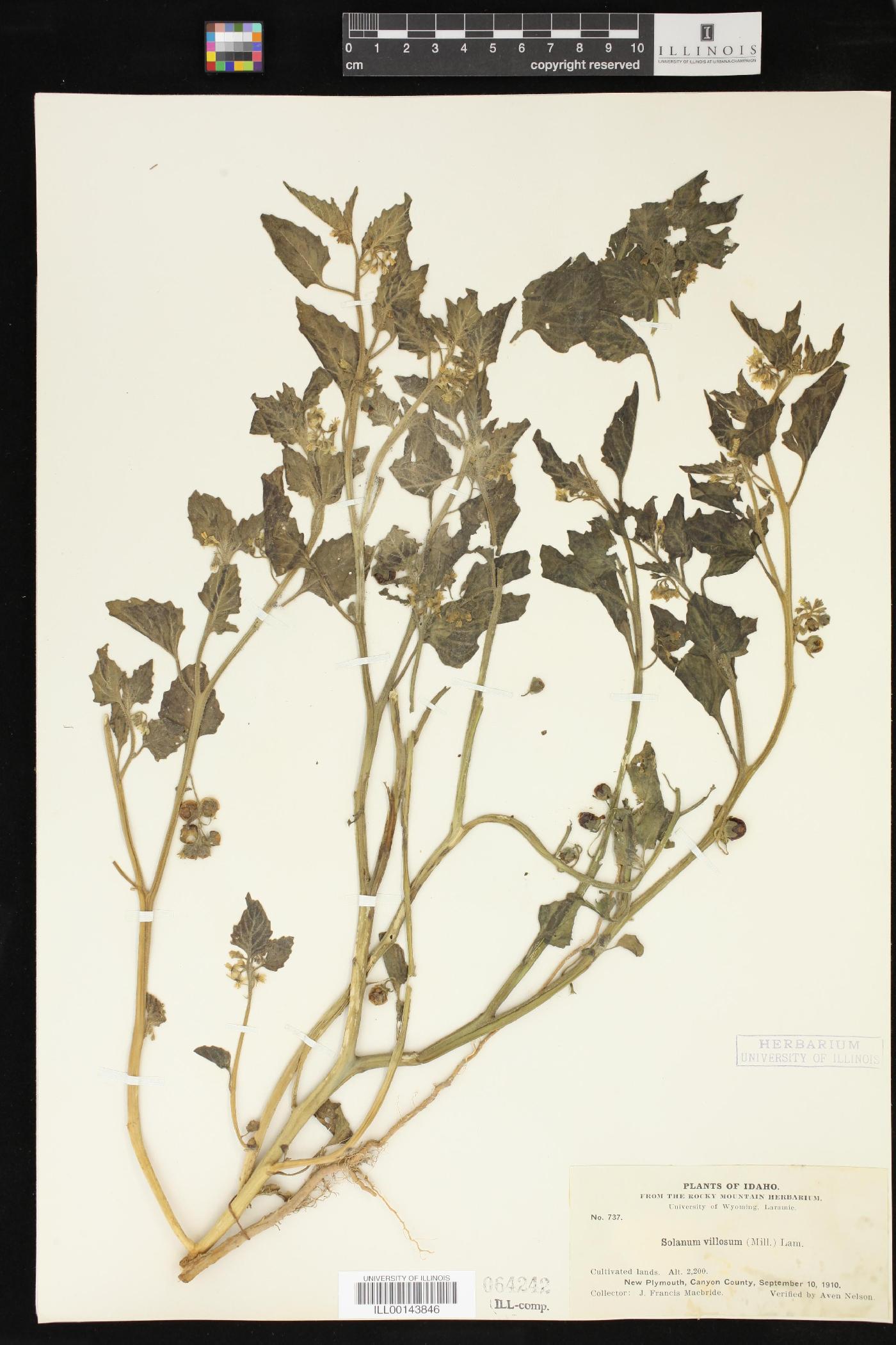 Solanum villosum image