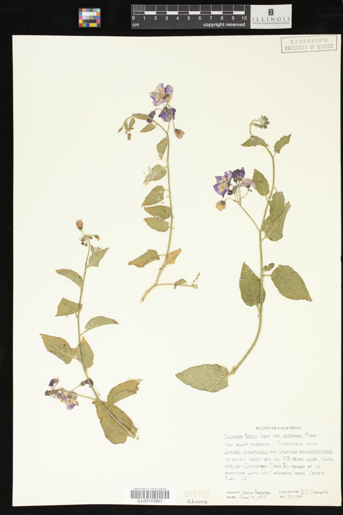 Solanum xanti var. hoffmannii image