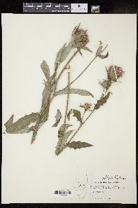 Cirsium altissimum image