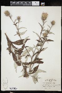 Cirsium altissimum image