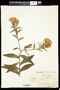 Cirsium altissimum image