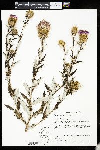 Cirsium altissimum image