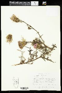 Cirsium discolor image