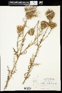 Cirsium discolor image