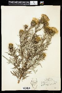 Cirsium discolor image