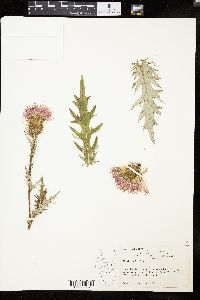 Cirsium discolor image