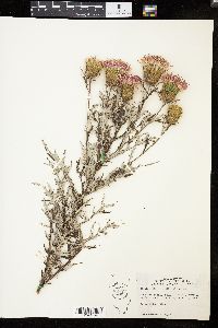 Cirsium discolor image