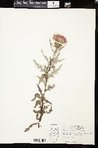 Cirsium discolor image