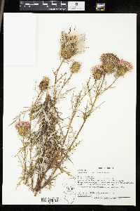 Cirsium discolor image