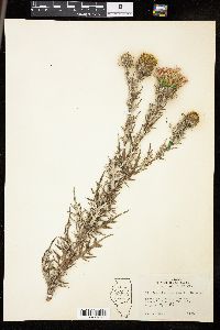 Cirsium discolor image